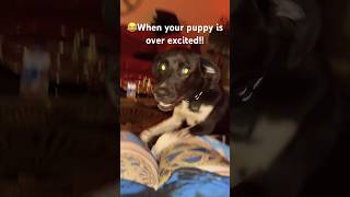 When your puppy gets overexcited🤣🐶 shorts funny puppy [upl. by Ginnifer]