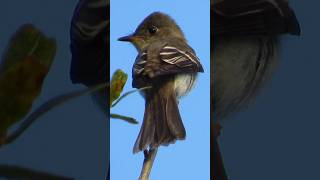 Eastern Phoebe flycatcher phoebe shorts [upl. by Siramad163]