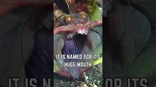 🐟😮 Meet the Sarcastic Fringehead The Oceans Fierce and Feisty Fish [upl. by Butta]