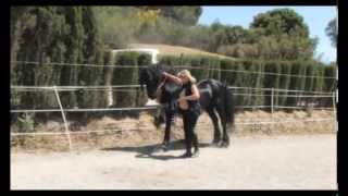 The Beautiful Friesian Horse Part 1 [upl. by Alisha]