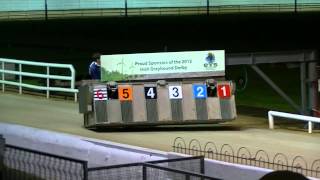 Carrera de galgos en Shelbourne Park Dublin [upl. by Ariahaj]