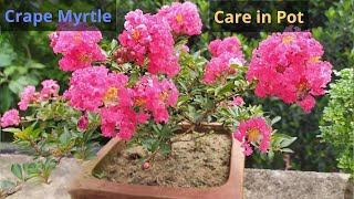 Pride of India Crape myrtle Lagerstroemia flower plant Care in pot [upl. by Yllor]