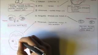 Cranial Nerves  Functions and Disorders [upl. by Selden]