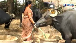 Murrah Buffalo Dairy farming Success story from East Godavari  Express TV [upl. by Turnheim]