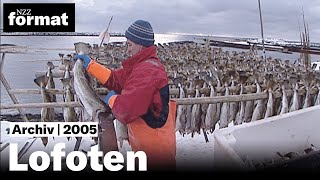 Lofoten Ohne Dorsch kein Stockfisch  Dokumentation von NZZ Format 2005 [upl. by Ingamar]