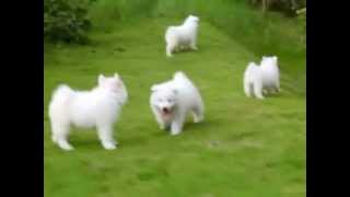 Puppy Love  Samoyed Puppies [upl. by Udelle]