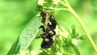 Ambush bug eats bumble bee 2017 [upl. by Salas432]