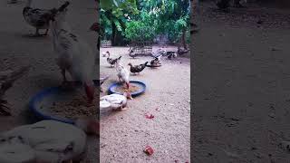 Muscovy duck duck duckbill lovelyduck swan meeting swans animals animalworld chicken [upl. by Adyol]