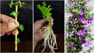 Propagation of Bush clock vine plant  Grow Thunbergia Erecta from cuttings thunbergia [upl. by Areval534]