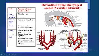 pharyngeal arch pouch and cleft [upl. by Macmahon515]