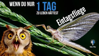 Wenn du nur 1 Tag zu leben hättest  Eintagsfliege  Edu2Go [upl. by Ekenna]