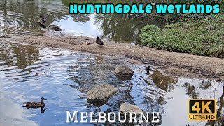 Melbourne PARK LIFE Walking Tour Australia 4K  Wetlands Birds Ducks Cockatoo MelbourneWalkingTours [upl. by Goodill]