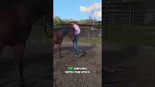 Train Your Horse to Relax Head Down Training Technique horses horse horsetraining [upl. by Togram]