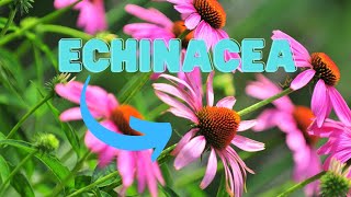 Growing Echinacea Dont Miss These 8 Perfect Plant Partners [upl. by Ailyt]