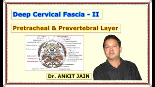 Deep Cervical fascia  II Pretracheal amp Prevertebral Layer Anatomy Simplified Fascia colli [upl. by Alleinad]