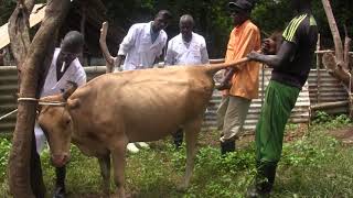 Grand format sur linsémination artificielle bovine première étape Boké [upl. by Yekcim64]