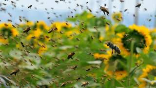 Sonidos Relajantes  Abejas Pecoreando Sonido Real [upl. by Enifesoj]