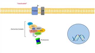 WntβCatenin Signaling Pathway  Overview Purpose and APC Mutations [upl. by Emmer]