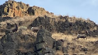 Deschutes River  Buck Hollow to Heritage Landing  4430 CFS [upl. by Anaynek884]