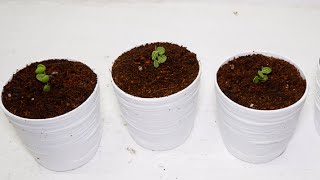 String of Nickels Dischidia Nummularia Propagation from Cuttings [upl. by Macrae]