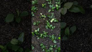 Anubias Pinto emersed anubias aquascape nature [upl. by Niwrehs]