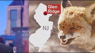 Rabid fox attacks 5 people in New Jersey [upl. by Neenej]