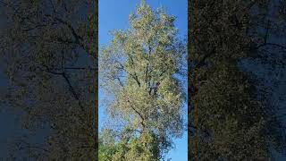 Quaking tree on Lake Mendota shore 9424 [upl. by Anawak]