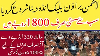 Lohmann Brown amp Lohmman Balck Egg Laying starter Hen [upl. by Edi]