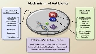 Mechanisms and Classification of Antibiotics Antibiotics  Lecture 3 [upl. by Selin249]