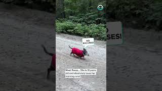 18yo Dachshund LOVES to Run  ViralHog [upl. by Koby]