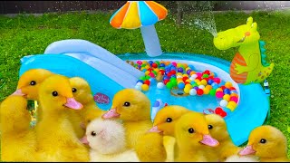 Inflatable water park for Ducklings [upl. by Sherfield]