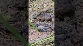 Peccaries bedding down Playa del Carmen Mexico tropical Caribbean jungle animal life wildlife cute [upl. by Aneelad]