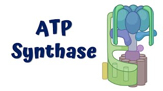 ATP synthase  Structure and Function [upl. by Aroda]