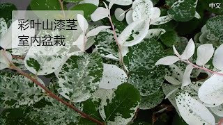 室內盆栽  彩叶山漆茎  种叶子看起来像花的灌木 [upl. by Graham]