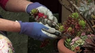 How to Get a Clipping of Sedum  Gardening amp Flowers [upl. by Atteiluj387]