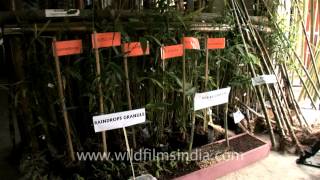 Bamboo varieties on display in Aizawl [upl. by Nycila369]