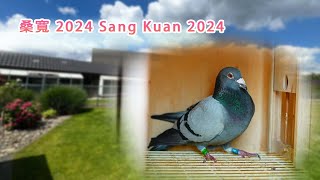 桑寬 2024 Sang Kuan 2024 pigeon pigeonracing [upl. by Enybor]