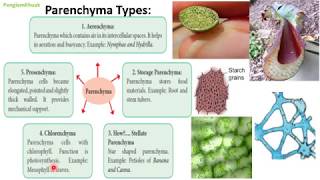 Simple Permanent Tissue Parenchyma Collenchyma and Sclerencyma Bsc [upl. by Seabrooke151]