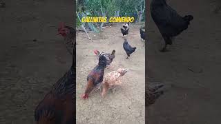 Gallinas criollas en la finca ginoe [upl. by Ilyse]