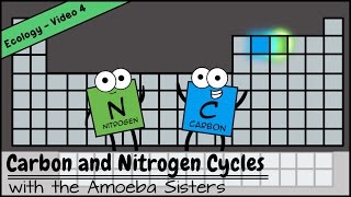 Carbon and Nitrogen Cycles [upl. by Araek]