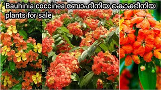 Bauhinia coccinea online sale all India deliverydhanyaorchids floweringplant garden BAHUNIA [upl. by Hernando]