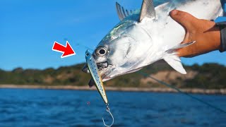 NonStop Action False Albacore Fishing in Cape Cod Albies [upl. by Elokyn]