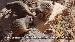 Meerkats eating a Brown House Snake [upl. by Luehrmann]