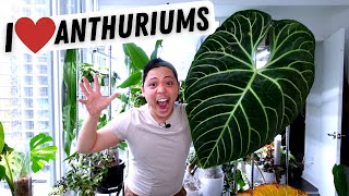 My Anthurium Collection 💚 Regale Metallicum Warocqueanum Veitchii Magnificum Crystallinum [upl. by Philipines]