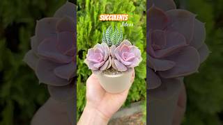 Succulent DIY Ideas  Ý tưởng trang trí sen đá 多肉植物 다육이들 Suculentas [upl. by Irmine391]