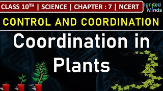 Class 10th Science  Coordination in Plants  Chapter 7  Control and Coordination  NCERT [upl. by Luella]