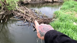 Unclogging Beaver Dam In Creek  Draining Water To Prevent Flooding [upl. by Pylle809]