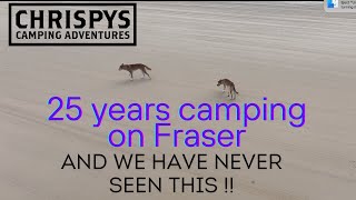 Camping on Fraser Island and this happened WHAT UNBELIEVABLE [upl. by Euphemia]