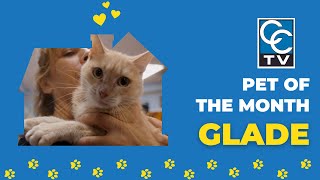 Meet Glade Pet of the Month at Charlotte County Animal Welfare League [upl. by Towbin]