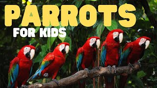 Parrots for Kids  Learn about these incredibly colorful creatures [upl. by Lenhard]